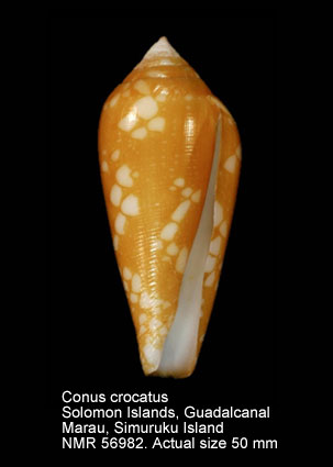 Conus crocatus.jpg - Conus crocatusLamarck,1810